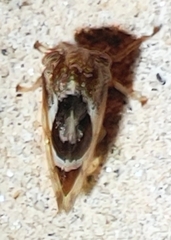 Cyrtolobus vau