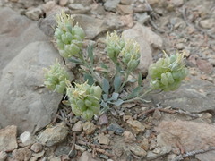 Physaria acutifolia