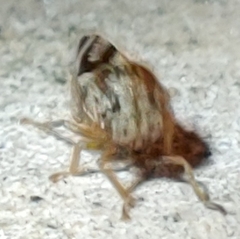 Cyrtolobus vau