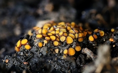 Anthracobia muelleri