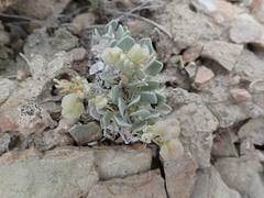 Physaria acutifolia