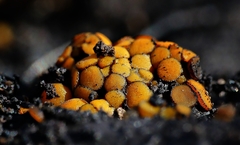 Anthracobia muelleri