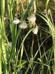 Eriophorum gracile