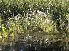 Eriophorum gracile