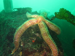 Stylasterias forreri