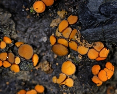 Anthracobia muelleri