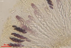 Ascobolus furfuraceus