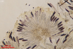 Ascobolus furfuraceus