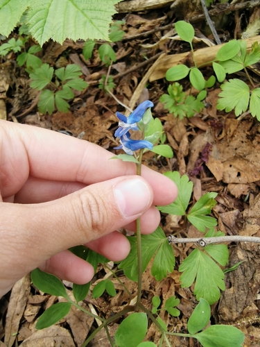 Corydalis ambigua (Corydalis ambigua)