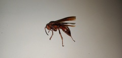 Polistes tenebricosus