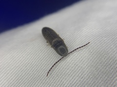 Megapenthes insignis