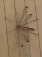 Hylobittacus apicalis