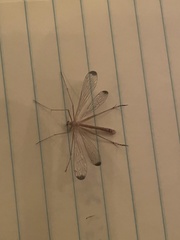 Hylobittacus apicalis