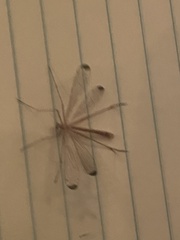 Hylobittacus apicalis