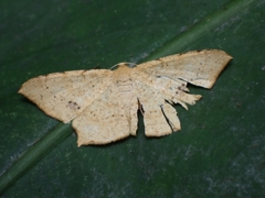 Krananda falcata