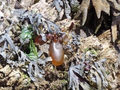 Halosaccion glandiforme