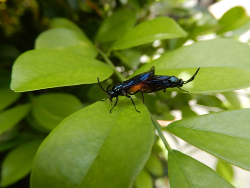 Large Rose Sawfly, photo 6 of 10