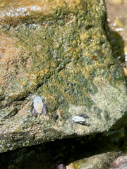 Entomophthoromycotina