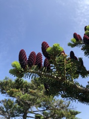 Abies koreana