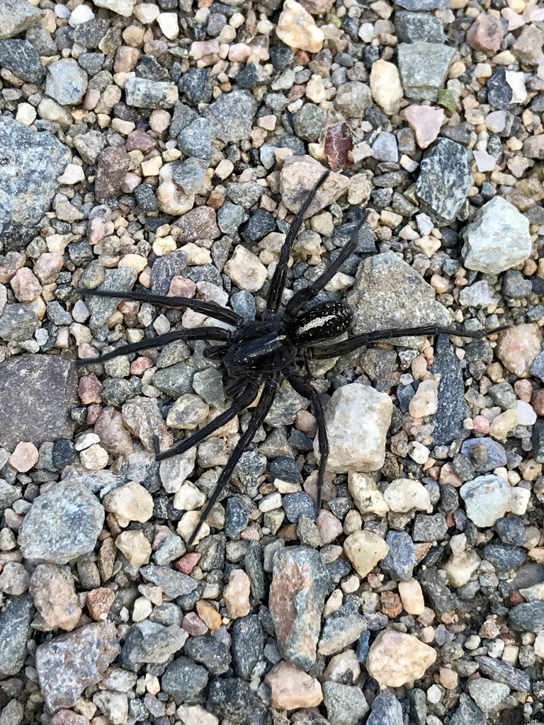 Raptor Wolf Spider