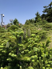 Abies koreana