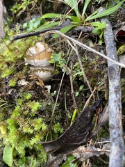 Amanita toxica