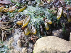 Halosaccion glandiforme