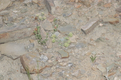 Physaria acutifolia