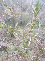 Styphelia longifolia
