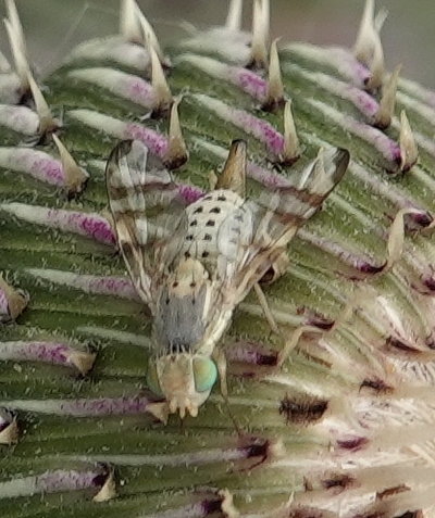 Terellia occidentalis photo 4