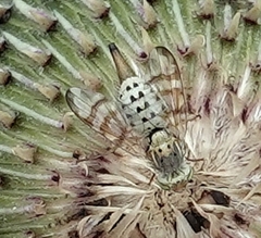 Terellia occidentalis