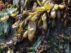Halosaccion glandiforme