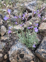 Penstemon gairdneri