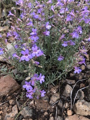 Penstemon gairdneri