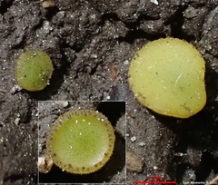 Ascobolus furfuraceus