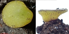 Ascobolus furfuraceus