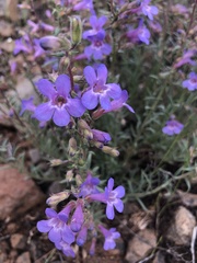 Penstemon gairdneri