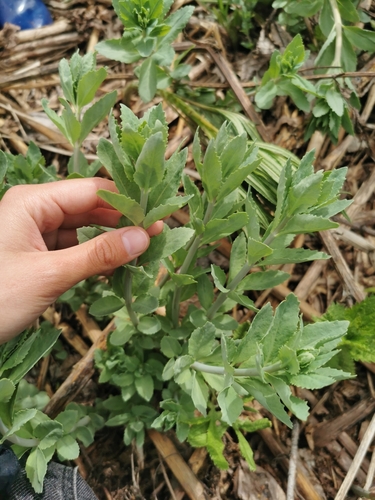 Hylotelephium verticillatum, photograph 5