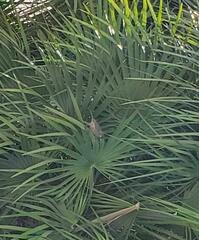 Haemorhous mexicanus