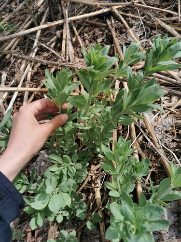Hylotelephium verticillatum, photograph 6