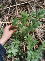 Hylotelephium verticillatum