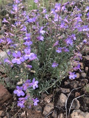 Penstemon gairdneri