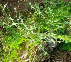 Lactuca serriola