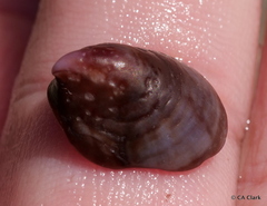 Crepidula adunca