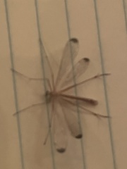 Hylobittacus apicalis