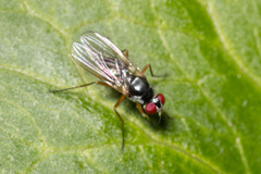 Tanypezidae