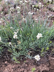 Antennaria stenophylla