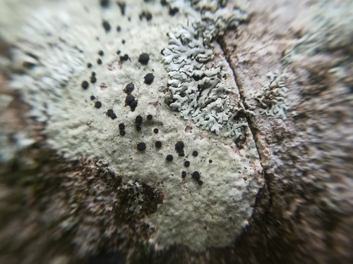 Buellia trachyspora image