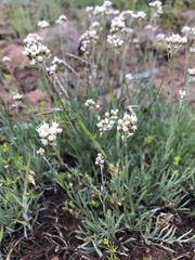 Antennaria stenophylla