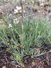 Antennaria stenophylla